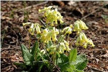  Fiori di primula officinalis - Savignone - 2010 - Fiori&Fauna - Estate - Voto: Non  - Last Visit: 1/10/2023 5.42.56 