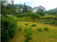  Fioritura di Oenothera - Savignone - 2016 - Fiori&Fauna - Estate - Voto: Non  - Last Visit: 7/11/2022 14.54.30 