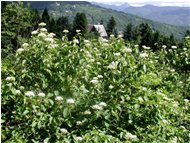  Fioritura di corniolo (cornus mas) - Savignone - 2002 - Fiori&Fauna - Estate - Voto: Non  - Last Visit: 30/9/2023 8.26.40 