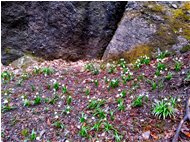  Fioritura di leucojum vernum - Savignone - 2018 - Fiori&Fauna - Estate - Voto: Non  - Last Visit: 26/9/2023 16.8.33 