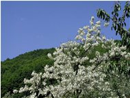  Fioritura di robinia pseudoacacia - Savignone - 2004 - Fiori&Fauna - Estate - Voto: Non  - Last Visit: 29/9/2023 3.22.48 