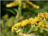  Formica alata su fiore di solidago canadensis - Savignone - 2005 - Fiori&Fauna - Estate - Voto: Non  - Last Visit: 9/10/2023 5.53.25 