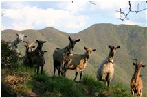  Foto di gruppo: le libere capre del Monte Pianetto - Savignone - 2009 - Fiori&Fauna - Estate - Voto: Non  - Last Visit: 12/12/2022 2.35.52 