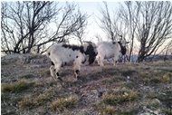  Fotogeniche capre sul Monte Maggio - Savignone - 2012 - Fiori&Fauna - Inverno - Voto: Non  - Last Visit: 29/1/2024 23.59.36 