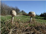  Funghi:Lepiota procera - Savignone - 2003 - Fiori&Fauna - Inverno - Voto: Non  - Last Visit: 6/11/2022 12.7.15 