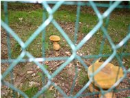  Funghi in giardino - Savignone - 2005 - Fiori&Fauna - Estate - Voto: Non  - Last Visit: 29/9/2023 8.33.19 