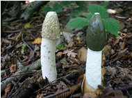  Fungo Phallus  impudicus (satirione) - Savignone - 2005 - Fiori&Fauna - Estate - Voto: Non  - Last Visit: 22/10/2023 17.36.7 