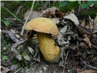  Fungo boletus luridus (tossico) - Savignone - 2005 - Fiori&Fauna - Estate - Voto: Non  - Last Visit: 26/9/2023 14.16.13 