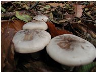  Fungo pevein (Clitocybe nebularis) - Savignone - 2005 - Fiori&Fauna - Inverno - Voto: Non  - Last Visit: 18/11/2023 22.30.35 