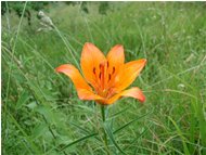  Giglio rosso (lilium bulbiferum) - Savignone - <2001 - Fiori&Fauna - Estate - Voto: Non  - Last Visit: 26/9/2023 8.51.13 