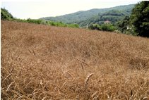  Grano a Savignone: varietà antica d'Abruzzo - Savignone - 2014 - Fiori&Fauna - Estate - Voto: Non  - Last Visit: 26/9/2023 18.59.4 