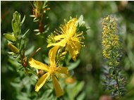  Il fiore dell’iperico e una pianticella di solidago virga aurea - Savignone - 2005 - Fiori&Fauna - Estate - Voto: Non  - Last Visit: 20/10/2022 8.11.50 