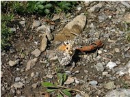  Il mimetismo di una farfalla - Savignone - 2005 - Fiori&Fauna - Estate - Voto: Non  - Last Visit: 25/5/2024 2.50.11 