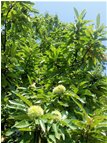  In attesa delle castagne - Savignone - 2016 - Fiori&Fauna - Estate - Voto: Non  - Last Visit: 21/9/2023 6.45.52 