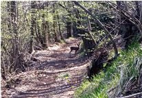  Incontro con giovane daino incuriosito nei boschi di Savignone - Savignone - 2018 - Fiori&Fauna - Estate - Voto: Non  - Last Visit: 30/8/2022 17.40.55 