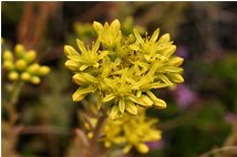  Infiorescenza di sedum acre (borracina) - Savignone - 2009 - Fiori&Fauna - Estate - Voto: Non  - Last Visit: 2/10/2023 6.11.5 