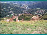  Le capre del Monte Pianetto - Savignone - 2011 - Fiori&Fauna - Estate - Voto: Non  - Last Visit: 27/9/2023 19.11.14 
