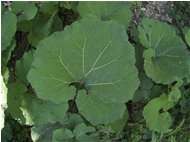  Le grandi foglie di una gunnera - Savignone - 2014 - Fiori&Fauna - Estate - Voto: Non  - Last Visit: 26/9/2023 14.46.51 