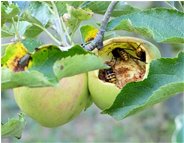  Le mie mele (e dei vesponi) - Savignone - 2016 - Fiori&Fauna - Estate - Voto: Non  - Last Visit: 26/6/2022 14.28.11 