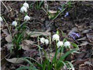  Leucojum vernum - Savignone - 2002 - Fiori&Fauna - Estate - Voto: Non  - Last Visit: 25/9/2023 7.8.31 