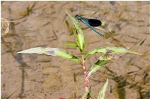  Libellula della specie Calopteryx virgo - Savignone - 2007 - Fiori&Fauna - Estate - Voto: Non  - Last Visit: 19/9/2023 19.47.51 