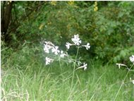  Lychnis alba - Savignone - 2002 - Fiori&Fauna - Estate - Voto: Non  - Last Visit: 25/9/2023 18.26.53 