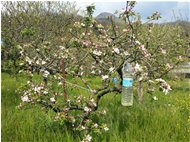  Melo in fiore: quest’anno mancano le api - Savignone - 2021 - Fiori&Fauna - Estate - Voto: Non  - Last Visit: 3/3/2024 16.58.41 