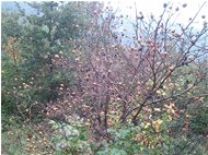  Nespolo comune (Mespilus germanica) - Savignone - 2014 - Fiori&Fauna - Inverno - Voto: Non  - Last Visit: 26/9/2023 3.12.4 