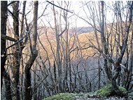  Ninte mi so de ciù triste de un bosco secco d'inverno... - Savignone - 2015 - Fiori&Fauna - Inverno - Voto: Non  - Last Visit: 26/9/2023 21.33.33 