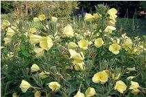  Oenothera biennis (Enotera o enagra o rapunzia). Pianta medicinale e ornamentale a 		facile diffusione: fiorisce la sera. - Savignone - 2008 - Fiori&Fauna - Estate - Voto: Non  - Last Visit: 14/2/2024 18.28.30 