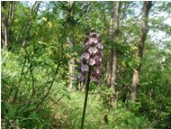  Orchidea puntata - Savignone - <2001 - Fiori&Fauna - Estate - Voto: Non  - Last Visit: 30/9/2023 10.37.39 