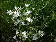  Ornithogalum umbellatum (latte di gallina) - Savignone - 2005 - Fiori&Fauna - Estate - Voto: Non  - Last Visit: 27/9/2023 21.57.45 