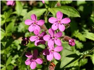  Particolare di Silene rupestris - Savignone - 2010 - Fiori&Fauna - Estate - Voto: Non  - Last Visit: 30/9/2023 3.20.21 