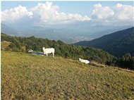  Pascolo sul M. Cappellino - Savignone - 2017 - Fiori&Fauna - Inverno - Voto: Non  - Last Visit: 16/6/2022 4.0.47 