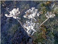  Peucedanum (ombrellifera): fioritura invernale (Nokia 70) - Savignone - 2009 - Fiori&Fauna - Inverno - Voto: Non  - Last Visit: 22/9/2023 13.58.25 