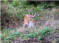  Piccoli daini al pascolo - Savignone - 2021 - Fiori&Fauna - Inverno - Voto: Non  - Last Visit: 28/9/2023 13.8.13 