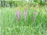  Polygala vulgaris - Savignone - <2001 - Fiori&Fauna - Estate - Voto: Non  - Last Visit: 29/9/2023 13.31.30 