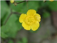  Potentilla - Savignone - 2002 - Fiori&Fauna - Estate - Voto: Non  - Last Visit: 29/9/2023 10.20.7 