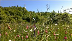  Prati fioriti a Chiappazza (Montemaggio) - Savignone - 2014 - Fiori&Fauna - Estate - Voto: Non  - Last Visit: 13/4/2024 13.46.39 