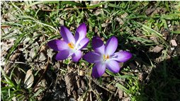  Primavera - Crocus viola - Savignone - 2018 - Fiori&Fauna - Inverno - Voto: Non  - Last Visit: 10/8/2022 14.51.16 