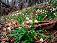  Primi segnali di primavera: Leucojum vernum (campanellino) - Savignone - 2016 - Fiori&Fauna - Estate - Voto: Non  - Last Visit: 23/10/2022 12.11.22 