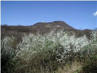 Prunus spinosa e M. Maggio - Savignone - 2002 - Fiori&Fauna - Estate - Voto: Non  - Last Visit: 27/9/2023 3.40.23 