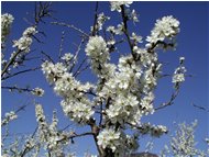  Prunus spinosa - Savignone - 2002 - Fiori&Fauna - Estate - Voto: Non  - Last Visit: 3/10/2023 17.10.22 