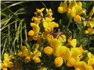  Ragnetto su fiori di coronilla - Savignone - 2004 - Fiori&Fauna - Estate - Voto: Non  - Last Visit: 26/9/2023 4.19.53 