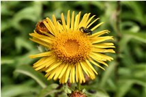  Ragno su inula - Savignone - 2009 - Fiori&Fauna - Estate - Voto: Non  - Last Visit: 3/10/2023 17.11.29 