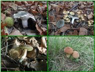  Russula chiodini boletus versicolor vescia - Savignone - 2002 - Fiori&Fauna - Inverno - Voto: Non  - Last Visit: 20/9/2023 0.47.10 
