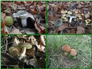  Russula chiodini boletus versicolor vescia - Savignone - 2002 - Fiori&Fauna - Inverno - Voto: Non  - Last Visit: 27/1/2024 17.30.24 