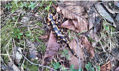  Salamandra: il simbolo di questa primavera piovosa - Savignone - 2013 - Fiori&Fauna - Estate - Voto: Non  - Last Visit: 19/12/2021 2.34.24 