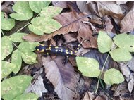  Salamandra - Savignone - 2019 - Fiori&Fauna - Inverno - Voto: Non  - Last Visit: 26/9/2023 20.42.51 