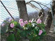  Sassifraga grandiflora - Savignone - 2002 - Fiori&Fauna - Estate - Voto: 5    - Last Visit: 29/9/2023 13.0.11 